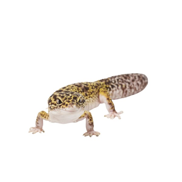 Gekon lamparci