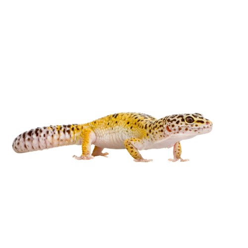 Gekon lamparci