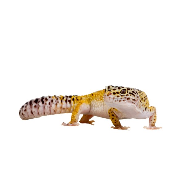 Gekon lamparci