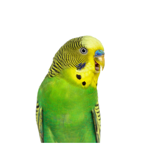Papuga falista