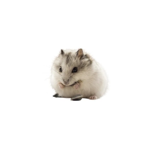 Chomik Roborowskiego