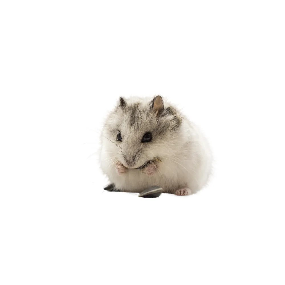 Chomik Roborowskiego
