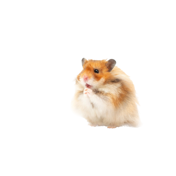Chomik Syryjski
