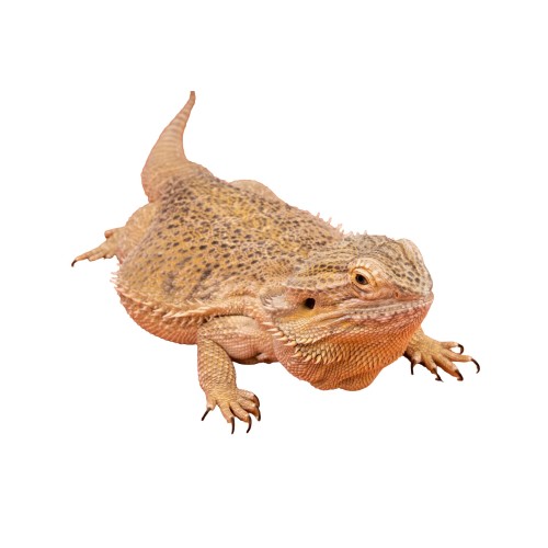 Agama brodata