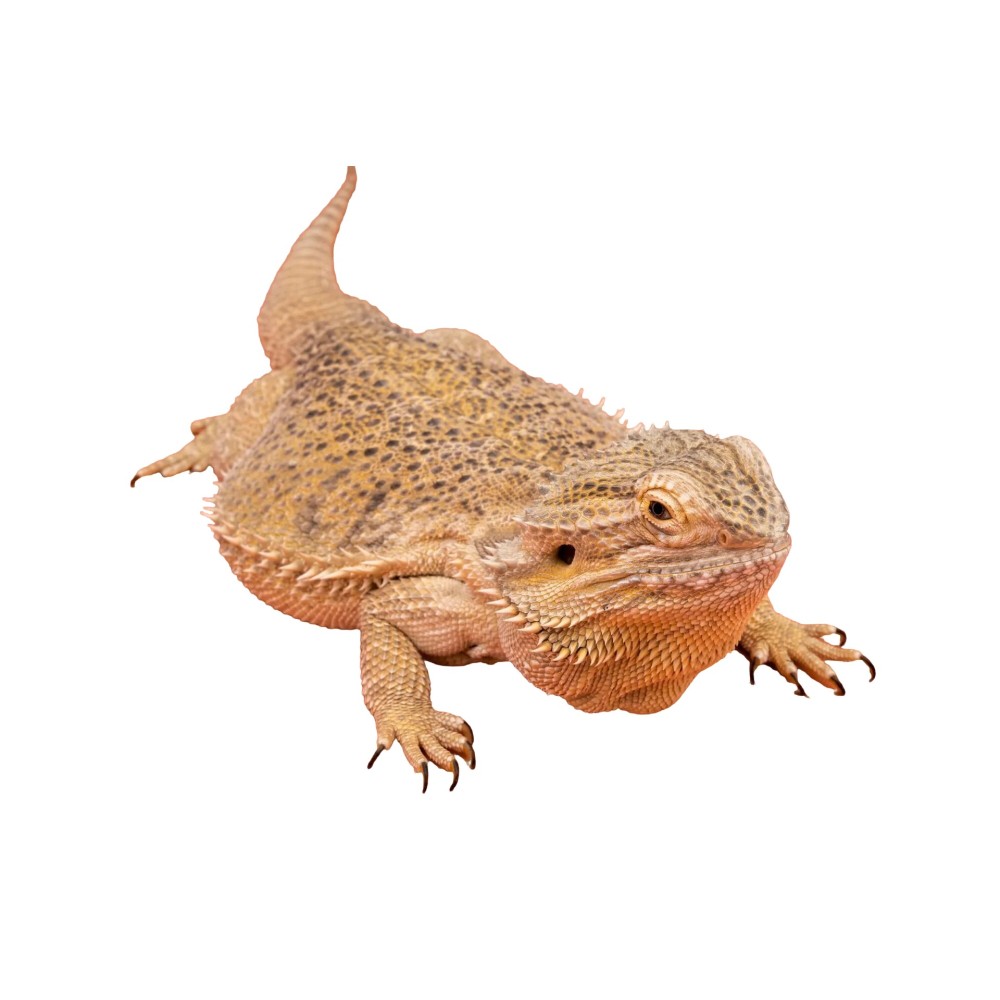 Agama brodata
