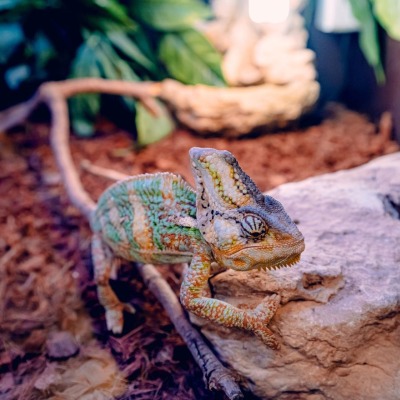Czystość w terrarium – klucz do zdrowia kameleona